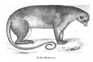 El Oso Michoacano, 342-343