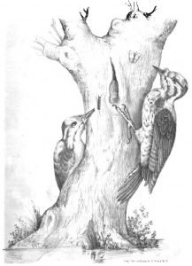 El Pájaro Carpintero, 428-429