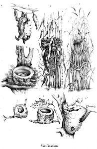 Nodificación, formas de nidos, 20-21.jpg